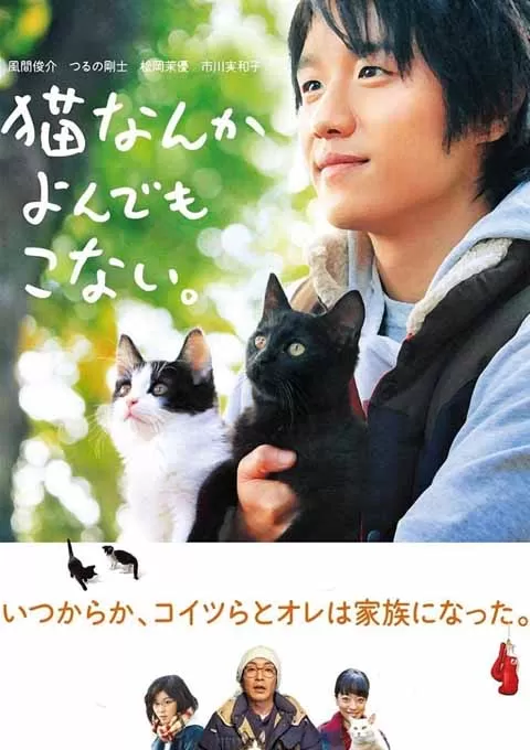 为什么猫都叫不来