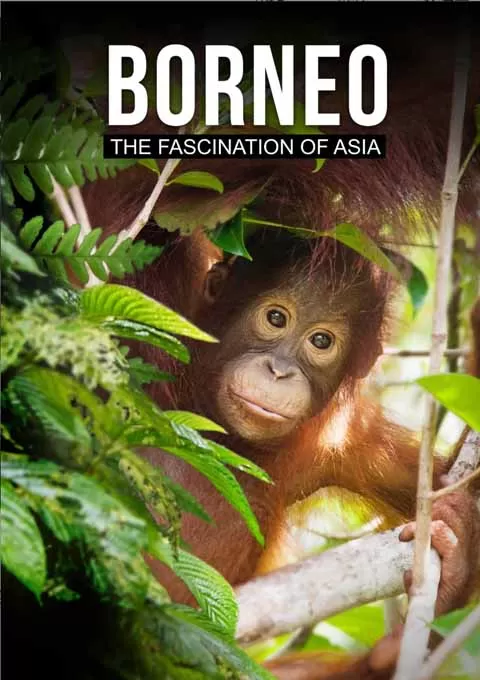 婆罗洲：亚洲的魅力